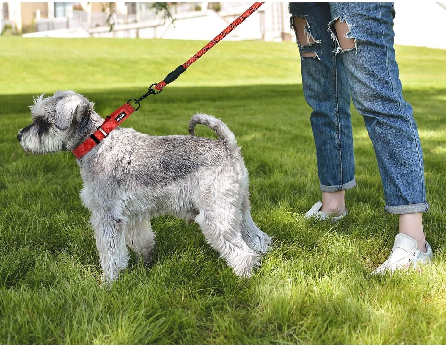 2 Packs Dog Training Collars for Small Medium Large Dogs - Paws & Play Paradise