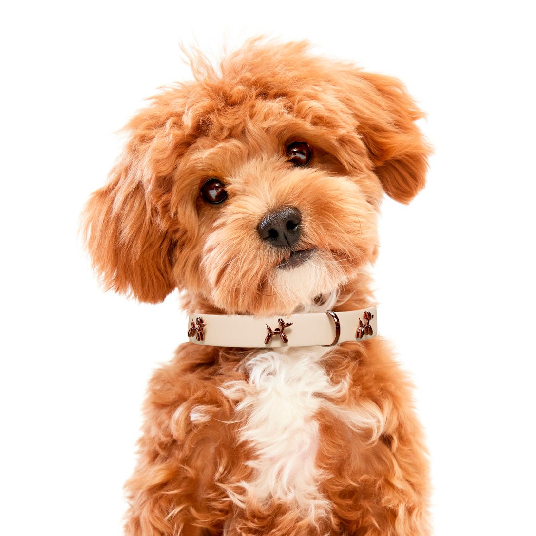 Ballon Beige Dog Collar | Premium Collar | SANDDOG - Paws & Play Paradise