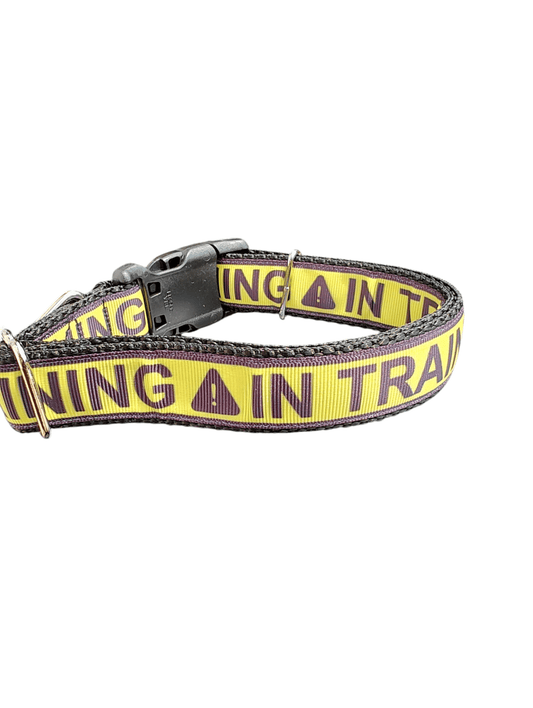 In Training Nylon Dog Collar - Paws & Play Paradise